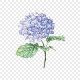 Purple Hydrangea Flower Watercolor