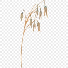 Nature Cereal wheat png watercolor