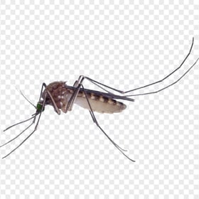Asian Tiger Mosquito Aedes Aegypti Albopictus