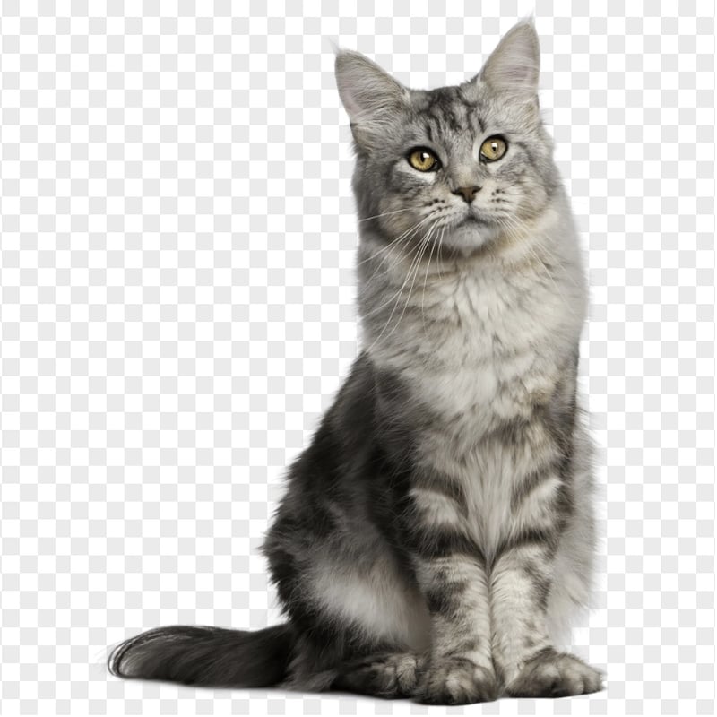 Silver Maine Coon Cat HD Transparent Background | Citypng