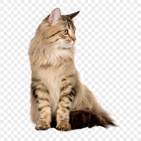 Brown Tabby Maine Coon Cat HD Transparent Background
