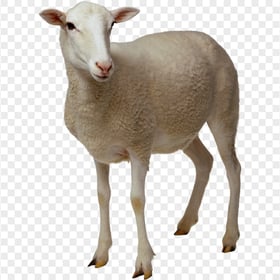 HD Real Sheep Animal PNG