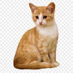 Adorable Ginger Tabby Cat Sitting Transparent PNG