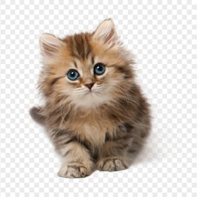 Fluffy Tabby Kitten HD Transparent Background