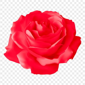 Vector Illustration Red Rose Flower HD PNG