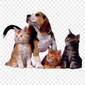 Cute Dog and kittens Together Transparent Background