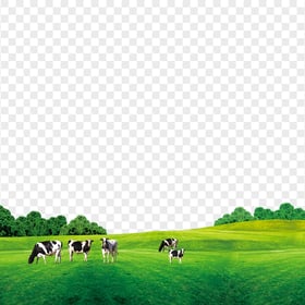 HD Group Of Cows On Green Grass Field PNG