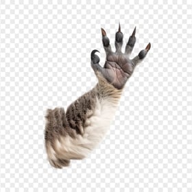 Australian Koala Paw Transparent Background