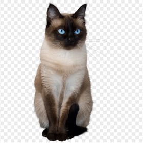 Real Siamese Cat Balinese Cat HD Transparent PNG