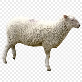HD Sheep Animal Transparent Background
