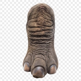 Real Giant Wild Elephant Leg HD Transparent Background