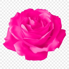 HD Vector Illustration Pink Rose Flower Transparent PNG