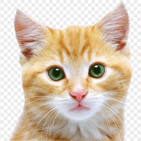 Ginger Tabby Kitten Face with Green eyes Transparent PNG