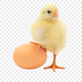 Baby Chicken With a Brown Egg HD Transparent Background