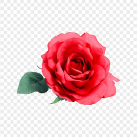 Real Red Flower Rose With Leaf HD PNG