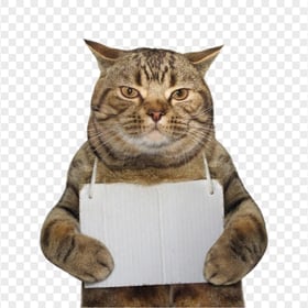 Big Tabby Cat with a Sign Around His Neck HD Transparent PNG