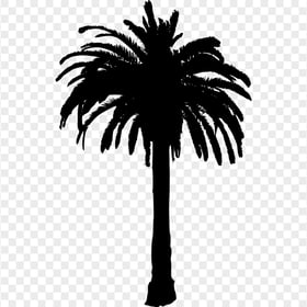 HD Palm Tree Black Silhouette PNG