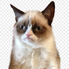 Funny Grumpy Cat Face HD Transparent Background