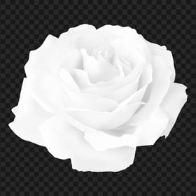 Vector Illustration White Rose Flower FREE PNG