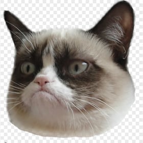 Funniest Grumpy Cat Face Transparent PNG