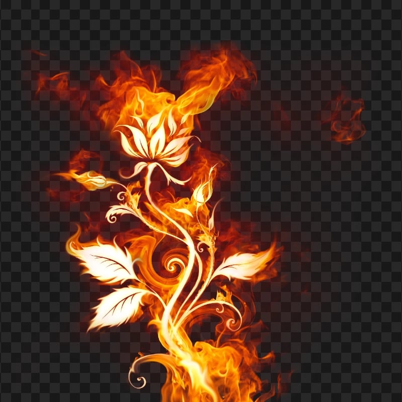 Fire Flower Rose PNG