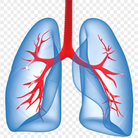 Humain Lungs Trachea Illustration Respiratory System