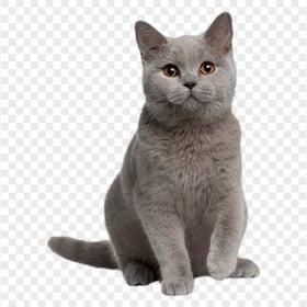 Front View British Grey Cat Sitting HD Transparent PNG