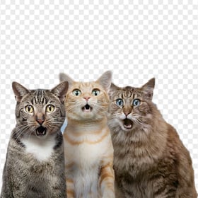 Portrait of Three Funny Tabby Cats Surprised HD PNG