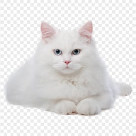 Cute Fluffy White Cat Transparent Background