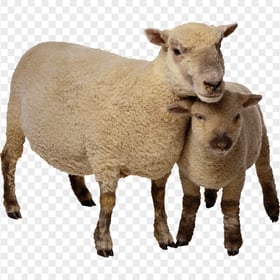 HD Real Sheep With Lamb Kid PNG