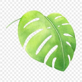 Download Green Tropical Monstera Leaf Watercolor PNG