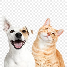 Adorable Tubby cat and Puppy Transparent PNG