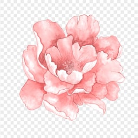 Pink Painting Watercolor Peony Flower