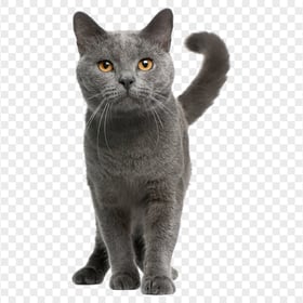 Cutest British Shorthair Cat HD Transparent Background