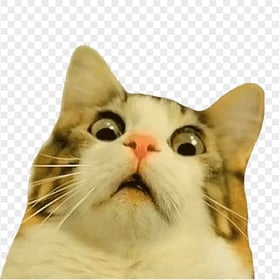 Funny Cat Face HD Transparent Background