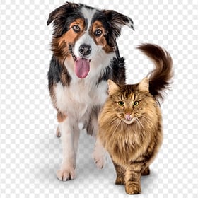 Border Collie and Cat Together Transparent Background