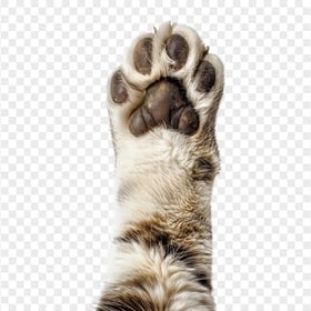 Tabby Cat Paw HD Transparent Background