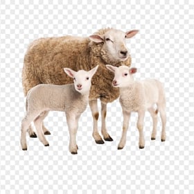 HD Real Sheep With Two Lamb PNG