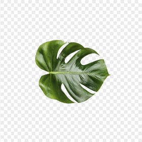Nature Leaf Swiss cheese plant Green