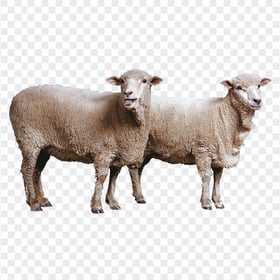 Real Two Sheep Animals HD PNG