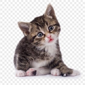 Cutest Tabby Baby Kitten HD Transparent Background