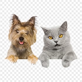 Funny British Cat and Dog Together Transparent Background
