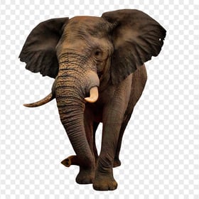 HD Brown African Elephant Zoo Animal PNG