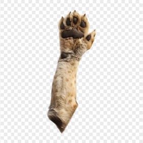 HD Real African Lion Paw Transparent Background