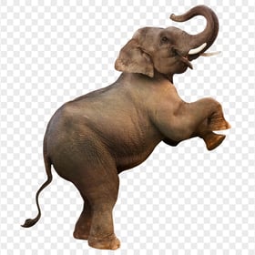HD Real Brown Elephant Standing Transparent PNG