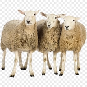 HD Three Real Sheeps PNG