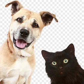 Cute Dog and Black Cat Together HD Transparent PNG