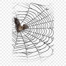 Real Halloween Bat On A Spider Web PNG Image