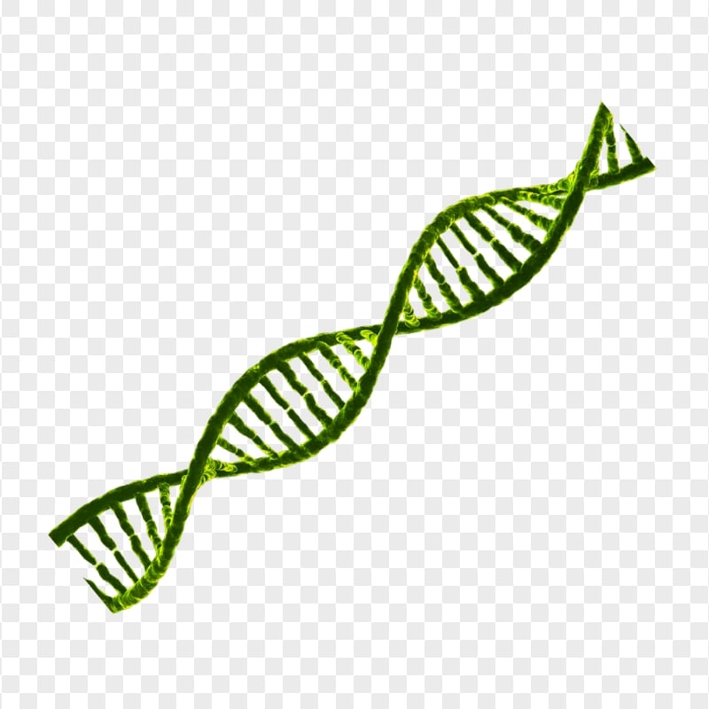 Green DNA String PNG Image | Citypng