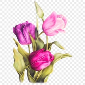 PNG Pink Illustration Watercolor Tulips Flowers